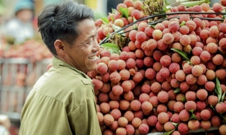 Vải thiều Bắc Ninh vào vụ thu hoạch chính