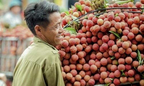 Vải thiều Bắc Ninh, Hải Phòng bứt phá trên thị trường nông sản toàn cầu   