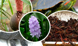Tăng cường quản lý loài ngoại lai xâm hại, xây dựng hệ sinh thái an toàn và bền vững
