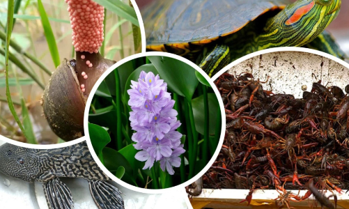 Tăng cường quản lý loài ngoại lai xâm hại, xây dựng hệ sinh thái an toàn và bền vững