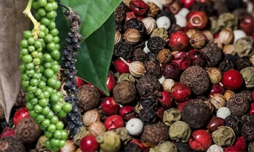 Bất cập thu thuế VAT 55 tỷ đồng, hoàn thuế 2.135 tỷ đồng đối với ngành hồ tiêu