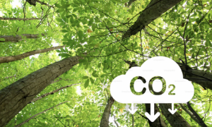 Năm 2028, Việt Nam sẽ xây dựng, tổ chức vận hành thí điểm sàn giao dịch carbon trong nước