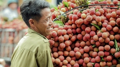 Bac Ninh & Hai Phong lychees make waves globally