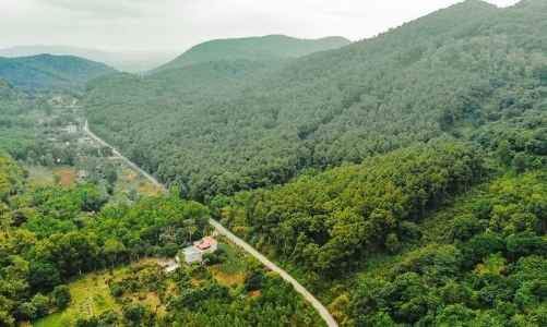 Thanh Hóa phát triển rừng gỗ lớn gắn với Chứng chỉ FSC bền vững và chế biến sâu