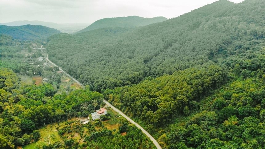 Hiện toàn tỉnh Thanh Hóa đang duy trì ổn định khoảng 56.000 ha rừng trồng gỗ lớn.