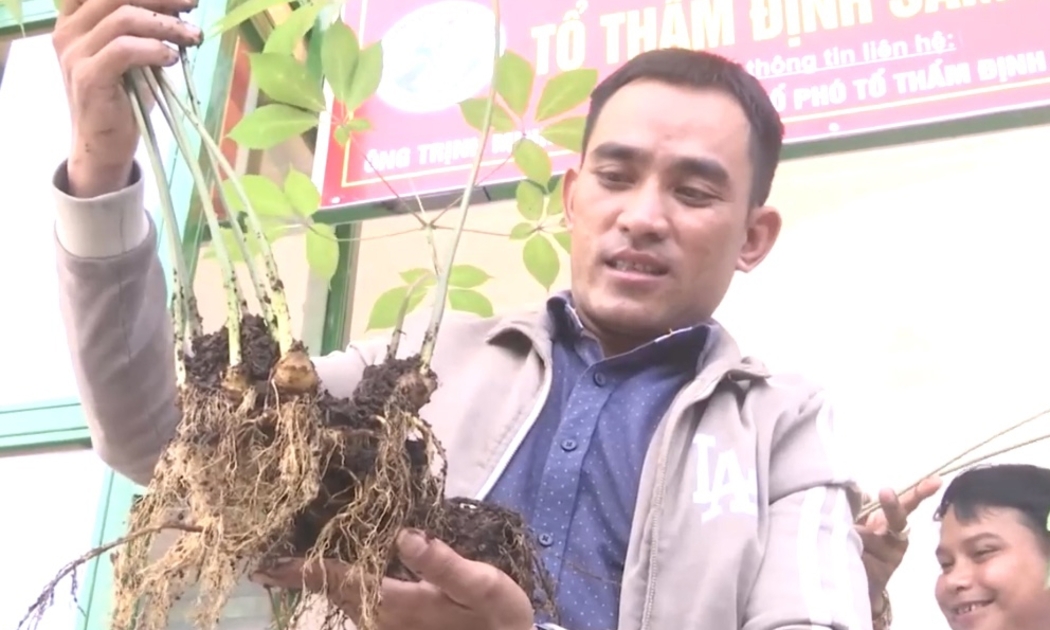 Thẩm định Sâm Ngọc Linh tại Hội thi.