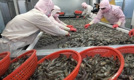 Con tôm trước dòng thuế quan tại Mỹ