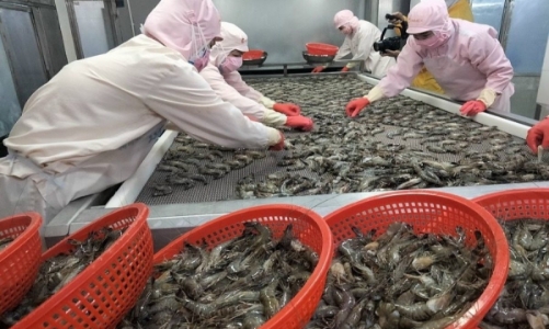 Con tôm trước dòng thuế quan tại Mỹ