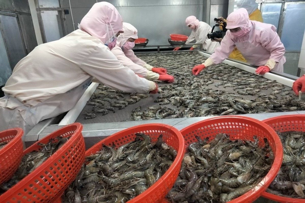 Xuất khẩu tôm sẽ có nhiều biến động trong thời gian tới