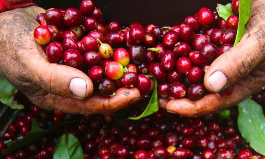 Cà phê là mặt hàng xuất khẩu đứng đầu của Việt Nam sang thị trường Ai Cập.