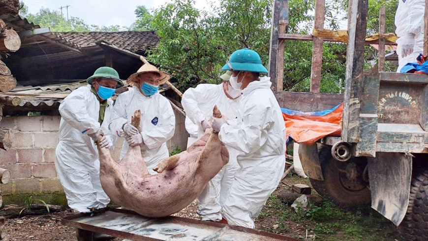 Các cơ quan chức năng tỉnh Phú Thọ đã tiêu hủy trên 2.100 tấn thịt lợn nhiễm dịch tả châu Phi