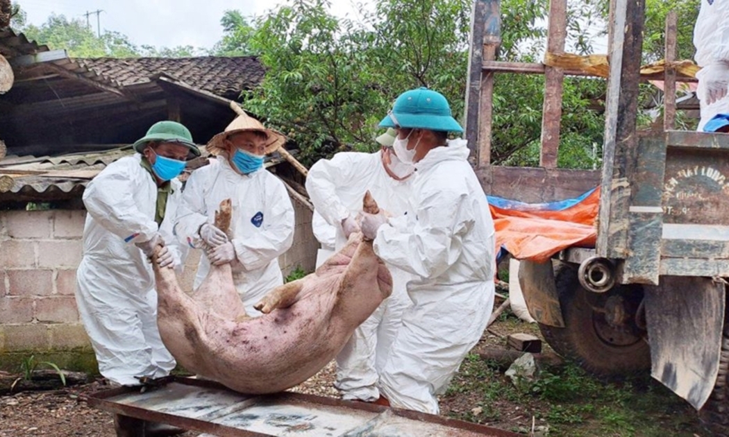 Các cơ quan chức năng tỉnh Phú Thọ đã tiêu hủy trên 2.100 tấn thịt lợn nhiễm dịch tả châu Phi