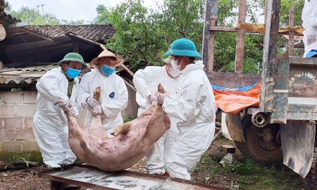 Các cơ quan chức năng tỉnh Phú Thọ đã tiêu hủy trên 2.100 tấn thịt lợn nhiễm dịch tả châu Phi