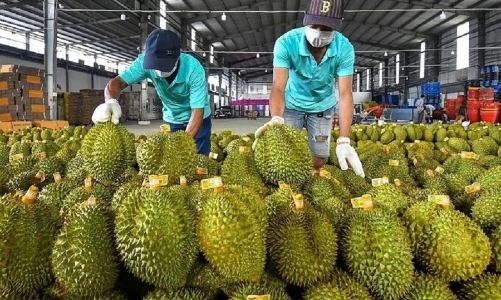 Xuất khẩu rau quả bật tăng mạnh, sầu riêng đóng vai trò chủ lực của toàn ngành 