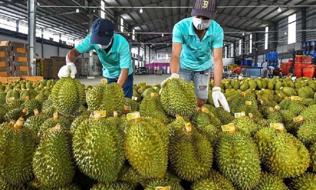 Sầu riêng vẫn là mặt hàng chủ lực của xuất khẩu rau quả.