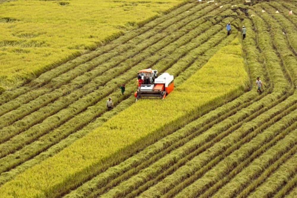 Giảm diện tích lúa mùa và hè thu, tăng diện tích lúa vụ thu đông.