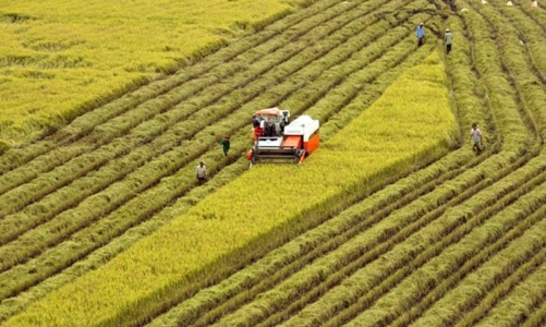 Sản xuất nông nghiệp 7 tháng năm 2025 tăng trưởng ổn định