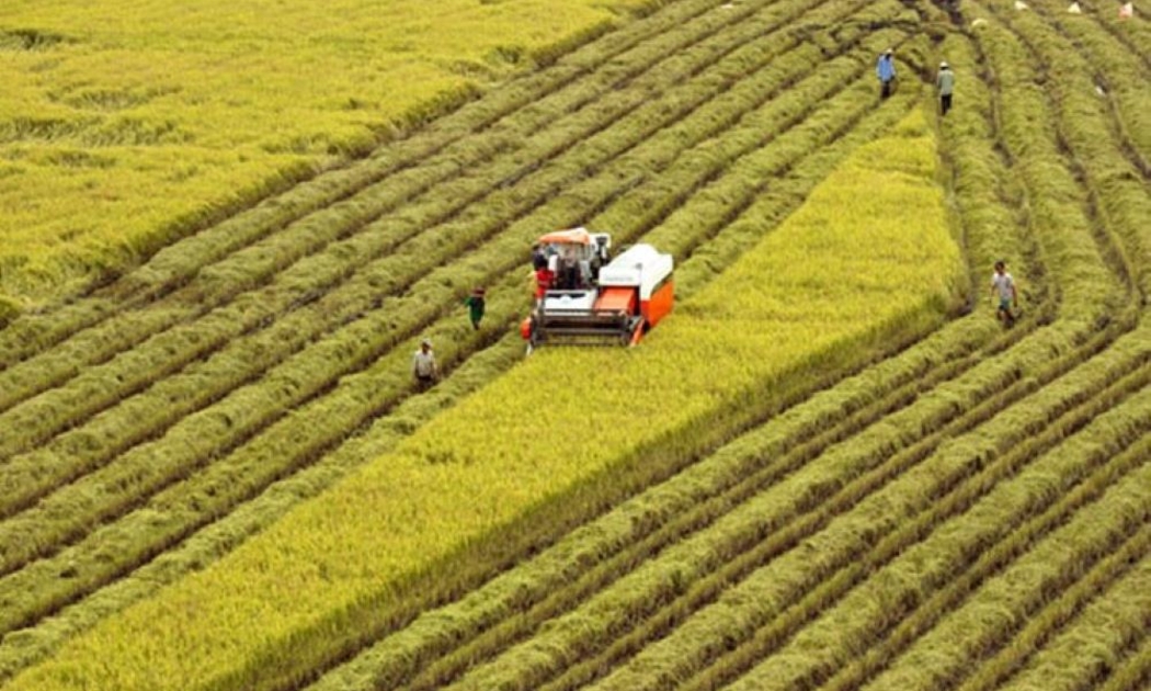 Giảm diện tích lúa mùa và hè thu, tăng diện tích lúa vụ thu đông.