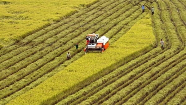 Sản xuất nông nghiệp 7 tháng năm 2025 tăng trưởng ổn định