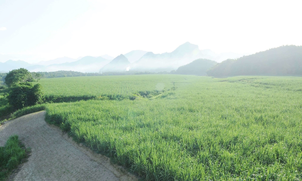 Vùng nguyên liệu của Công ty CP Mía đường Lam Sơn.