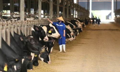 Việt Nam cần tiến tới tự chủ nguồn sữa tươi nguyên liệu nội địa 