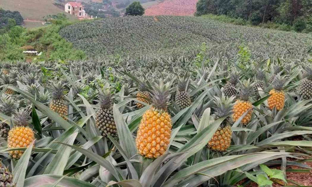 Cánh đồng dứa ở Đồng Giao, Ninh Bình.