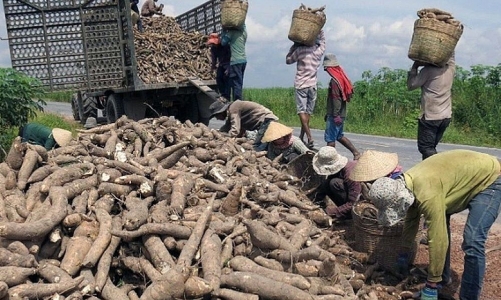 Ngành sắn cần giải bài toán đổi mới để phát triển bền vững 
