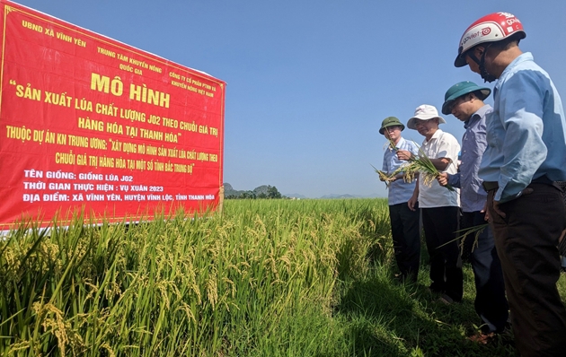 Năm 2025, tỉnh Thanh Hóa đặt mục tiêu gieo trồng 224.300 ha lúa, năng suất dự kiến 60 tạ/ha