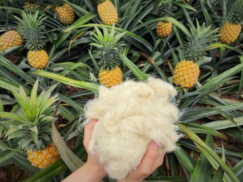 Ảnh: Ecosoi