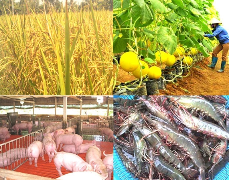 Sản xuất nông nghiệp 6 tháng đầu năm 2025 tiếp tục tăng trưởng tích cực.