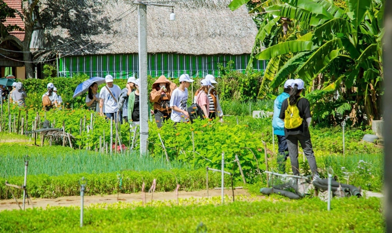 Làng rau Trà Quế rất thu hút khách quốc tế.