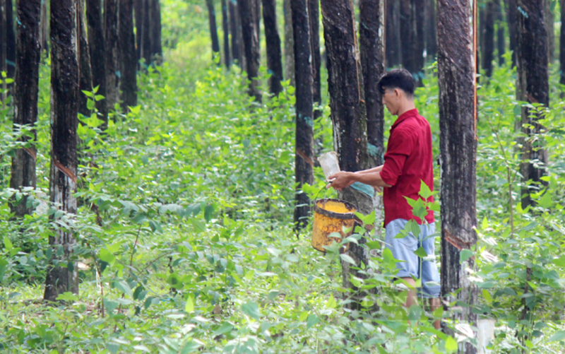 Cao su nông hộ chiếm vai trò quan trọng trong chuỗi giá trị của ngành cao su.