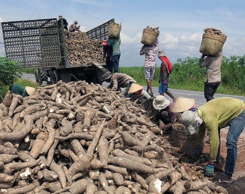 Xuất khẩu sắn trong nửa đầu năm 2025 đạt hơn 711 triệu USD.