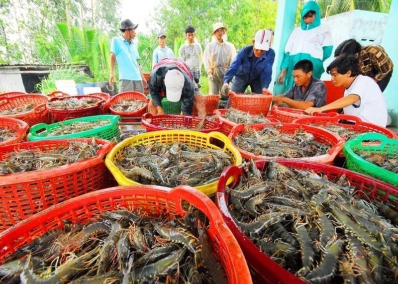 Xuất khẩu tôm sang EU ghi nhận tăng trưởng mạnh.