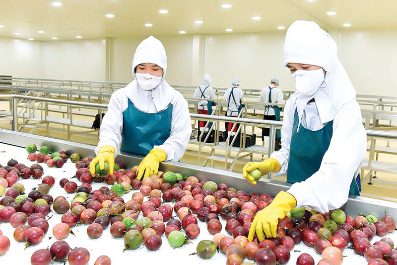 Xuất khẩu chanh, bưởi của Việt Nam sang thị trường Canada tăng tới 483% sau CPTPP.