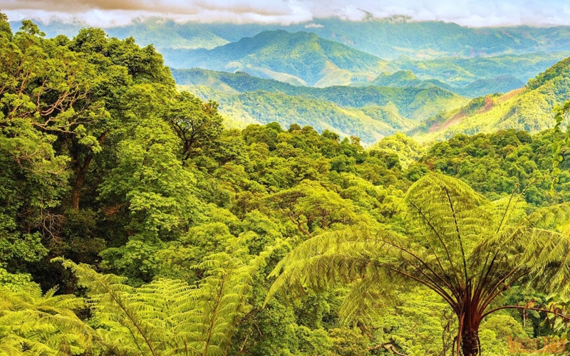 Rừng Động Châu, Quảng Trị