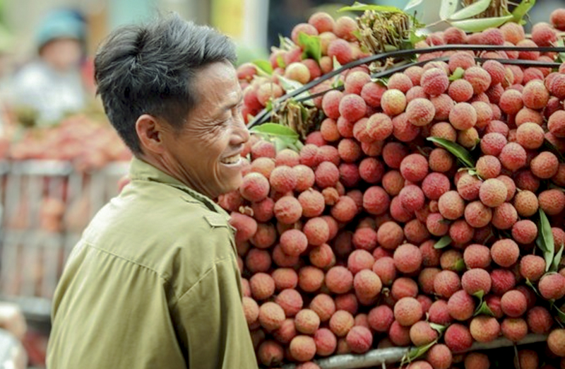 Vải thiều Bắc Ninh vào vụ thu hoạch chính