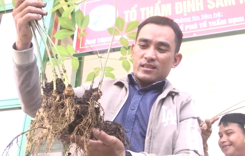 Thẩm định Sâm Ngọc Linh tại Hội thi.