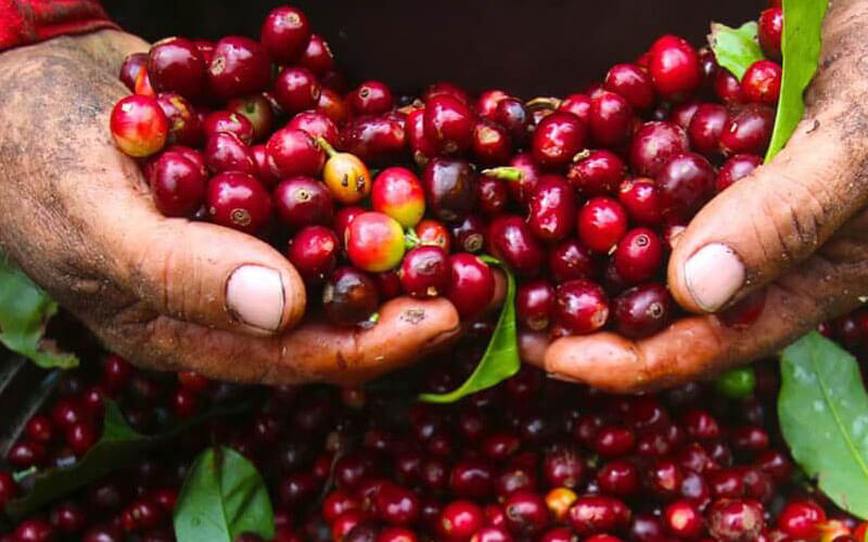 Cà phê là mặt hàng xuất khẩu đứng đầu của Việt Nam sang thị trường Ai Cập.