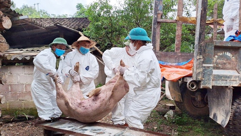 Các cơ quan chức năng tỉnh Phú Thọ đã tiêu hủy trên 2.100 tấn thịt lợn nhiễm dịch tả châu Phi
