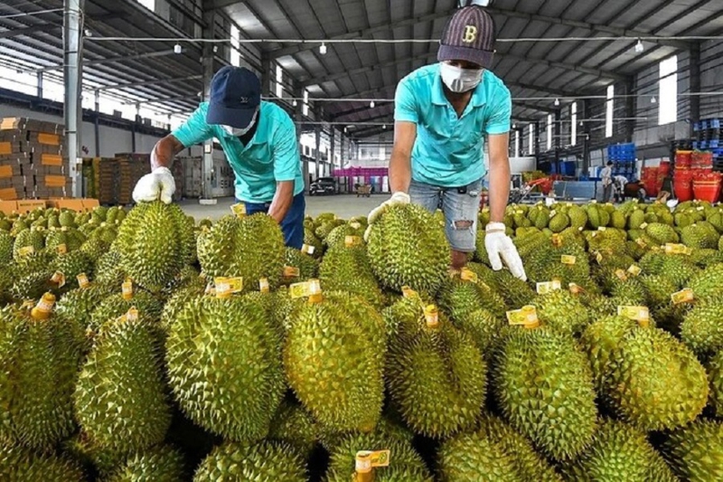 Sầu riêng vẫn là mặt hàng chủ lực của xuất khẩu rau quả.