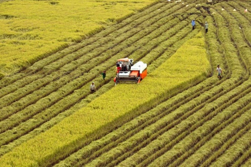 Giảm diện tích lúa mùa và hè thu, tăng diện tích lúa vụ thu đông.