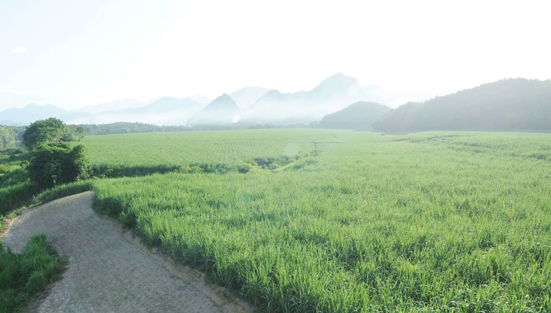 Vùng nguyên liệu của Công ty CP Mía đường Lam Sơn.