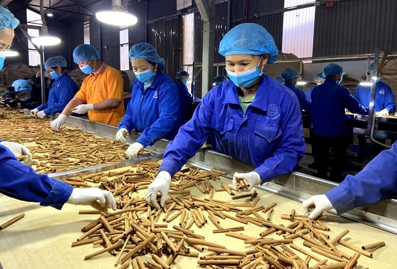 Các doanh nghiệp xuất khẩu quế cần siết chặt công tác quản lý chất lượng.