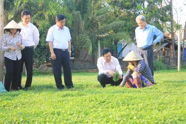 Ông Vương Đình Huệ (người ngồi bên trái) thăm vườn rau của nông dân Bình Định.