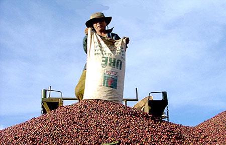Trong hai tháng 10-11, lượng cà phê xuất khẩu của Việt Nam tăng khoảng 
gấp đôi, lên mức 212.000 tấn từ mức 103.000 tấn cùng kỳ năm 2011. 