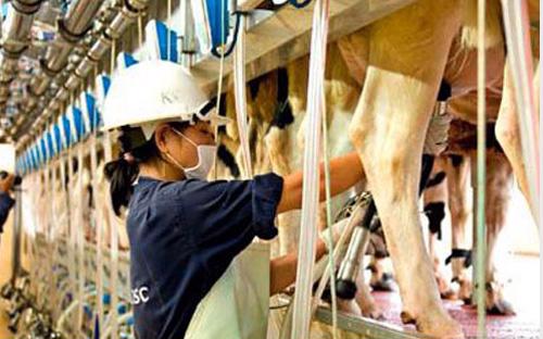 Nhà máy nằm trong dự án chăn nuôi bò sữa và chế biến sữa tập trung quy 
mô công nghiệp lớn của TH - dự án đầu tư tư nhân được xem là lớn nhất 
trong lĩnh vực nông nghiệp tại Việt Nam.