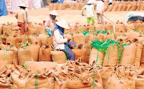 Indonesia muốn được giao hàng gạo nhập từ Việt Nam trước cuối năm nay, 
trong khi Việt Nam đã thu hoạch xong vụ lúa lớn thứ nhì trong năm là vụ 
Hè-Thu.