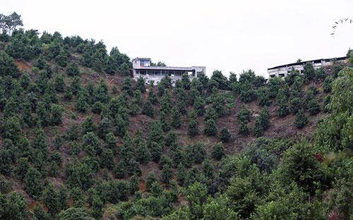 Cây mắc-ca đang được "cố" trồng trên những triền đồi cheo leo tại Sầm Khê (Quảng Tây, Trung Quốc).<br>