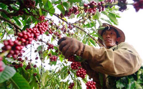 Đối tượng của gói tín dụng LienVietPostBank xây dựng sẽ là các nhu cầu vay phát triển cây nông công nghiệp cà phê, mắc-ca, rau sạch...